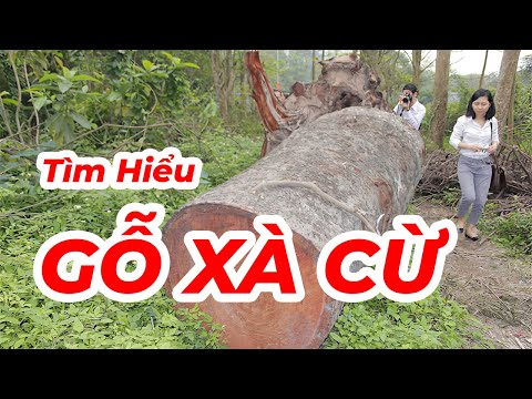 Tìm Hiểu Về Gỗ Xà Cừ ?