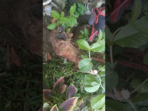 BONGGOL JAMBU BIJI SUDAH PULUHAN TAHUN akan dijadikan BONSAI