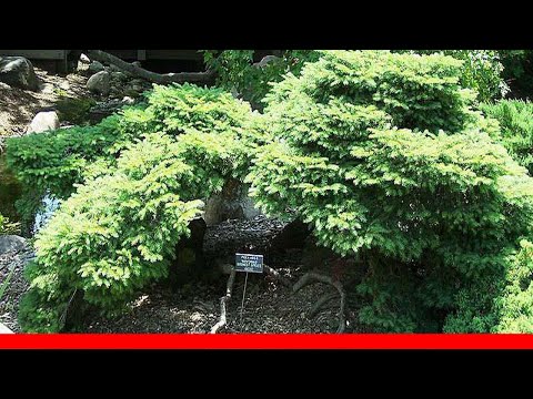 12 Spruce Trees And Shrubs 🛋️