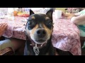 DOG'S BEST ROBERT DE NIRO IMPERSONATION!!!! (6-15-14) [170]