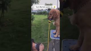 Do Not Miss This😂😂 #Shorts #Funnyvideo #Dog #Reels