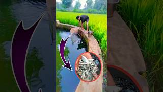 Net Fishing Desi Vlog Sambalpuri Village Fishing Video