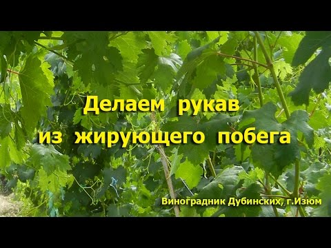 Что делать если виноград жирует