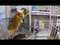 (HD) Small Animal? / ???? 20100621 Goro@Welsh corgi