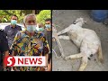 Senior citizen accused of having unnatural sex with goat