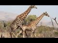 Giraffe Mating/ Girafe Mating Videos/ Animal Mating Videos