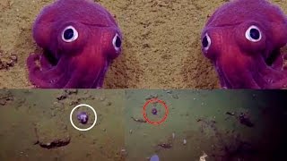 Googly Eyed Stubby Squid Spotted In California Scientists Spot Googly Eyed Creature
