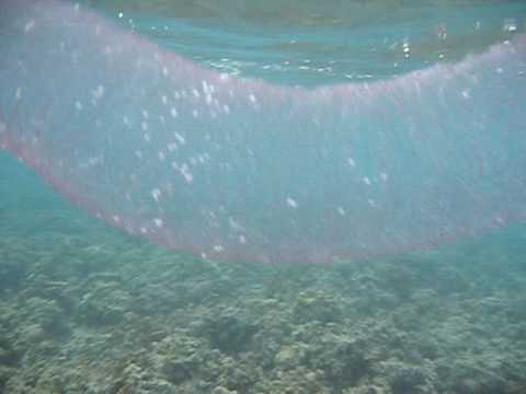 Found snorkeling in Fiji.