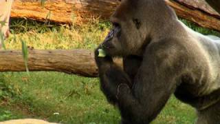 Feeding The Animals At The Smithsonians National Zoo