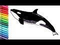 Drawing and Coloring Orca Killer Whale - Sea Animals Learning Colors Colored Book For Childrens
