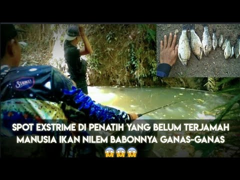 lihat keganasan babon nilem di spot yang belum terjamah manusia hasilnya sangat memuaskan!