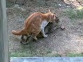 image Kucing Garong Kawin Lagi