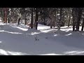 Sophia - Skiing through the woods