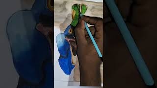 The Cowary Bird Profile A Full Video Aca