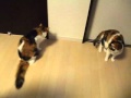 猫を撮っていたら、緊急地震速報が