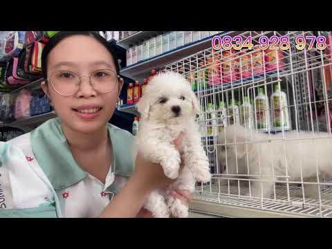 Bán Chó poodle trắng siêu xinh tại LoHa Pet Shop Long An
