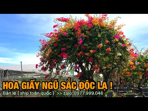 Hoa giấy ngũ sắc độc lạ-Trung kiên garden, zalo: 035.42.55055 & 0977.999.046.
