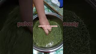 How To Make Moringa Malung Powder At Home