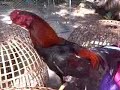 ไก่ชนใต้