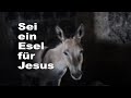 Sei ein Esel für Jesus