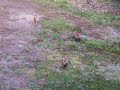 Fox Family #4 Fox Family #4