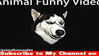 Try Not To Laugh Challenge - Funny Cat & Dog Vines compilation 2018 - Funny Cats Vine Compilation