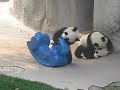 Pandas Bebes