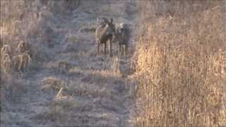 Deer2012