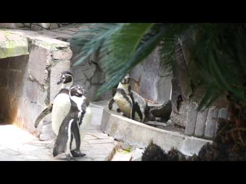 江戸川区自然動物園　蝶を追いかけるペンギン達
