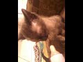 Gatinho mamando