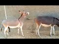 Male donkey meeting with female Donkey video 2