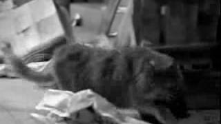 Watch Pheobe Smelly Cat video