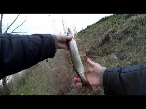 жор судака весной жор судака весной