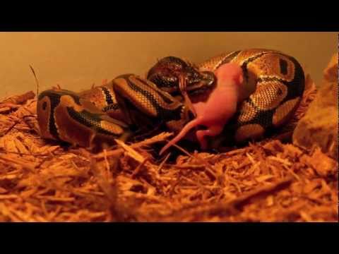 picture of Swallowed ALIVE   young Python eating baby pinkie mouse