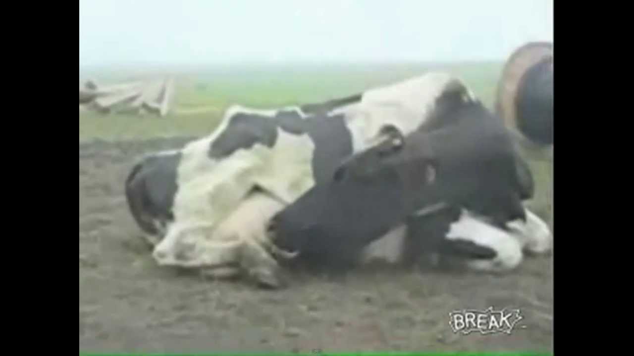Hot asian lady get cow fuck