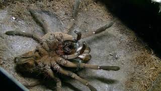 Theraphosa Stirmi Wylinka Na L8