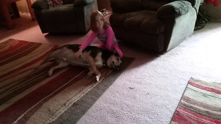 Big Dog Gets a Belly Massage from a Tiny Girl