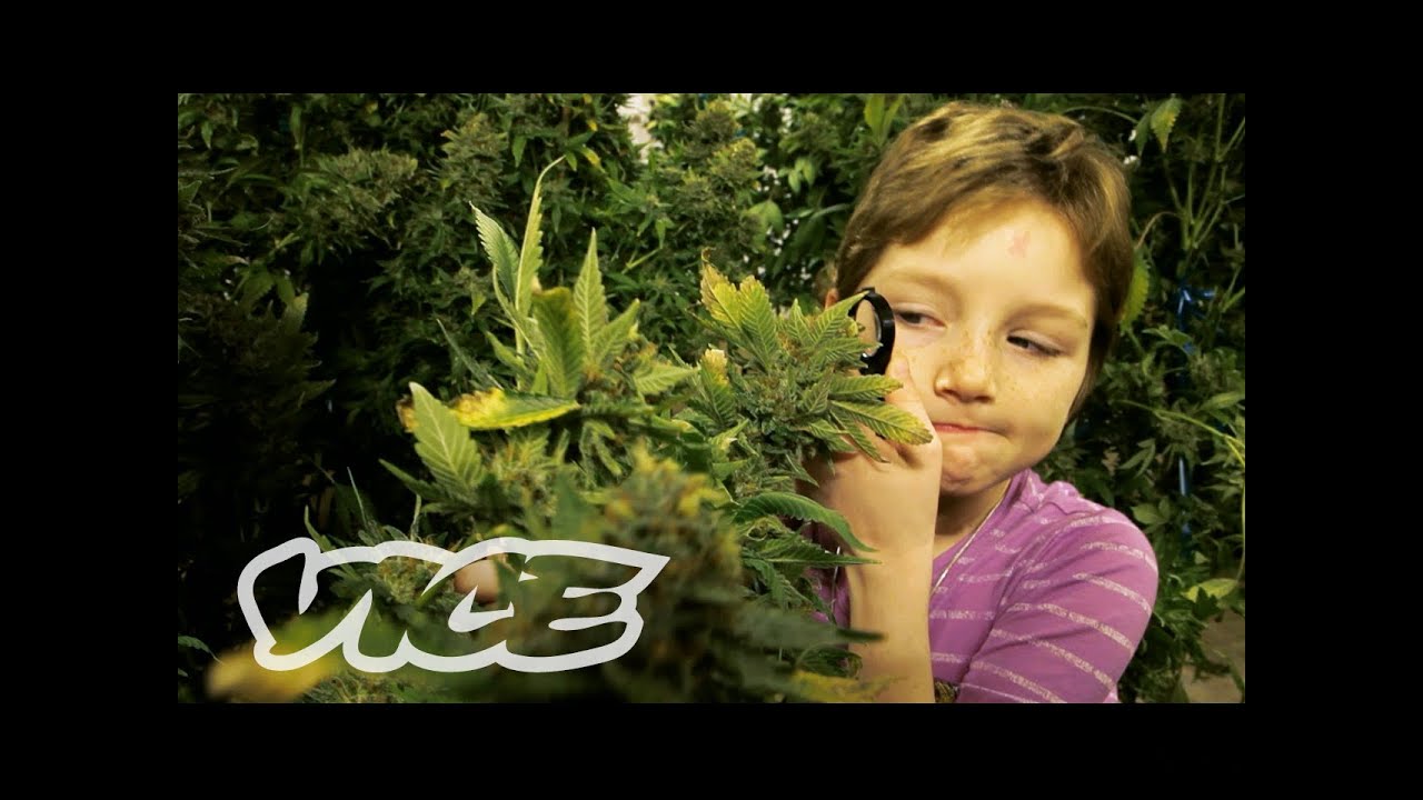 Stoned Kids (Documentary About Children Getting High On Medical Marijuana For Their Diseases)