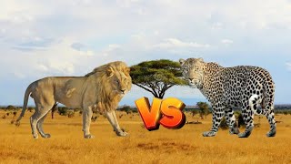 Lion Vs Leopard I Animal Deathmatch Battles S1-Spore-