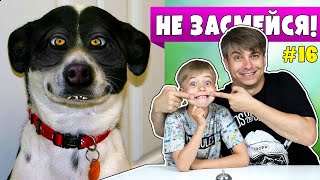 НЕ ЗАСМЕЙСЯ ЧЕЛЛЕНДЖ! КОТЫ, ОГУРЦЫ и КОРОВЫ! 😜 Смешное видео или МАМИНА ПОДБОРКА #16