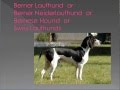 dog breed names cross-reference part 2 - B