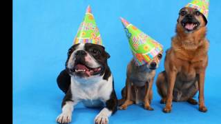 Happy Birthday To You Dogs Video