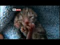 Kitten With Two Faces: Rare 'Janus' Cat Born In US