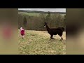 Kleines Mädchen geht mit Lama spazieren - Lamawanderung - child goes for a walk with llama