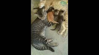 Edan Bapaknya Ikut Nenen