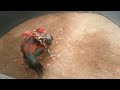 Banteng Geni Merah Vs Matador Brumbun images Banteng Geni Merah Vs Matador Brumbun