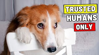 Only Dogs Who Trust You Completely Show These 9 Behaviors