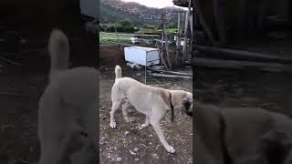 Bak Oğlum Bak Güzel Kardeşim Sinirli Adamım Ben