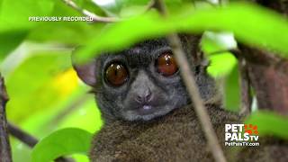 Lovable lemurs are part of animal adventure