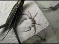 fear of spiders